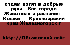 отдам котят в добрые руки - Все города Животные и растения » Кошки   . Красноярский край,Железногорск г.